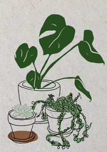 3 planten | Te bestellen in 4 formaten